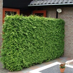 Thuja occ. 'Brabant' 150-175 cm met kluit - afbeelding 3