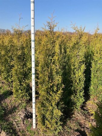 Thuja occ. 'Brabant' 150-175 cm met kluit - afbeelding 2