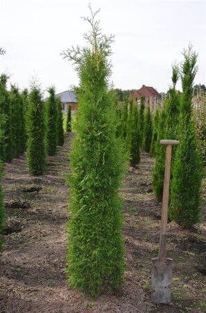 Thuja occ. 'Brabant' 150-175 cm met kluit - afbeelding 7