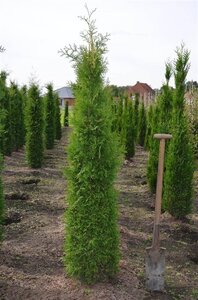Thuja occ. 'Brabant' 150-175 cm met kluit - afbeelding 7