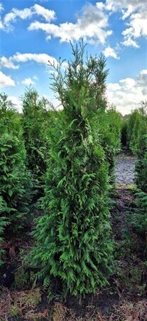 Thuja occ. 'Brabant' 150-175 cm met kluit - afbeelding 3