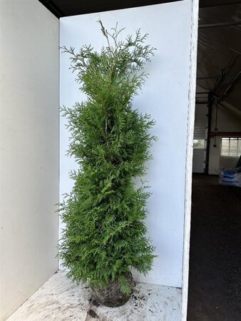 Thuja occ. 'Brabant' 150-175 cm met kluit - afbeelding 5