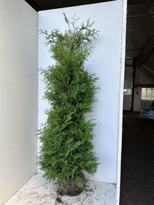 Thuja occ. 'Brabant' 150-175 cm met kluit - afbeelding 5