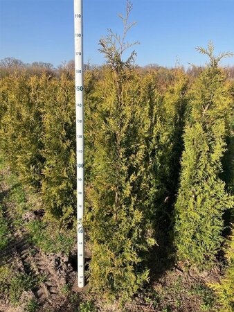 Thuja occ. 'Brabant' 175-200 cm met kluit - afbeelding 6