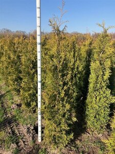 Thuja occ. 'Brabant' 175-200 cm met kluit - afbeelding 6