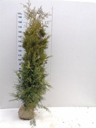 Thuja occ. 'Brabant' 175-200 cm met kluit - afbeelding 5