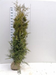 Thuja occ. 'Brabant' 175-200 cm met kluit - afbeelding 5