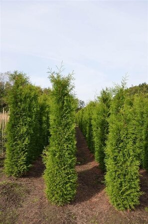 Thuja occ. 'Brabant' 175-200 cm met kluit - afbeelding 4