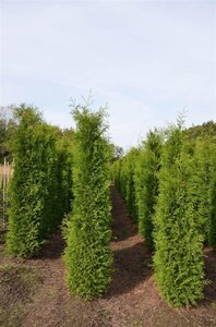 Thuja occ. 'Brabant' 175-200 cm met kluit - afbeelding 4
