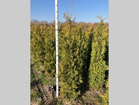 Thuja occ. 'Brabant' 175-200 cm met kluit - afbeelding 3