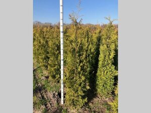 Thuja occ. 'Brabant' 175-200 cm met kluit - afbeelding 3
