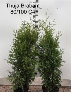 Thuja occ. 'Brabant' 80-100 cm cont. 4,0L