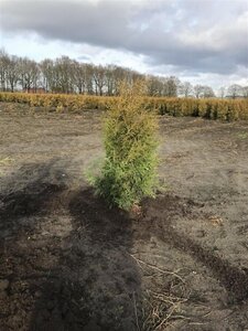 Thuja occ. 'Brabant' 80-100 cm met kluit - afbeelding 6
