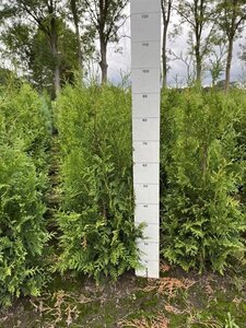 Thuja occ. 'Brabant' 80-100 cm met kluit - afbeelding 2