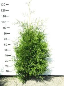 Thuja occ. 'Brabant' 80-100 cm met kluit - afbeelding 4