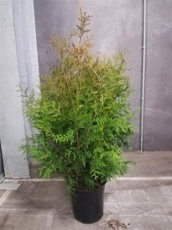 Thuja occ. 'Brabant' 80-100 cm met kluit - afbeelding 3