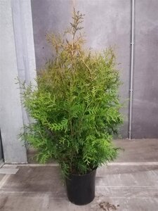 Thuja occ. 'Brabant' 80-100 cm met kluit - afbeelding 3