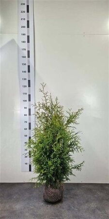 Thuja occ. 'Brabant' 80-100 cm met kluit - afbeelding 14