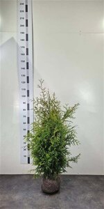 Thuja occ. 'Brabant' 80-100 cm met kluit - afbeelding 14