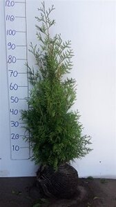 Thuja occ. 'Brabant' 80-100 cm met kluit - afbeelding 16