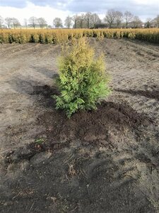 Thuja occ. 'Brabant' 80-100 cm met kluit - afbeelding 5