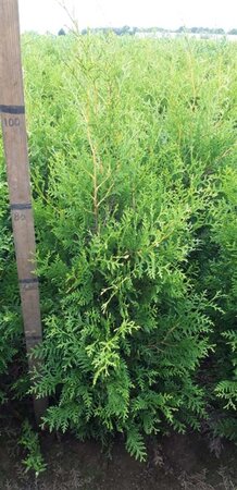 Thuja occ. 'Brabant' 80-100 cm met kluit - afbeelding 8