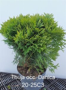 Thuja occ. 'Danica' 25-30 cm cont. 3,0L - afbeelding 3