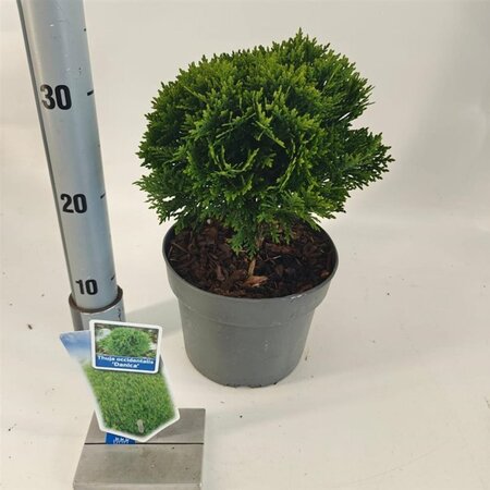 Thuja occ. 'Danica' 25-30 cm cont. 3,0L - afbeelding 4