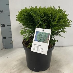 Thuja occ. 'Danica' 25-30 cm cont. 3,0L - afbeelding 5