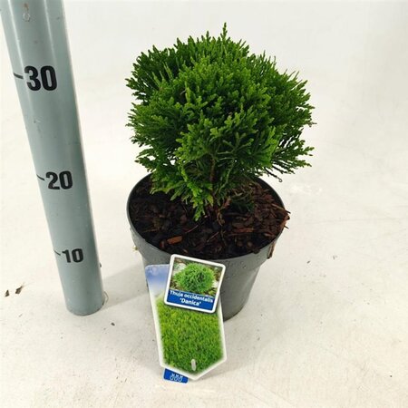 Thuja occ. 'Danica' 25-30 cm cont. 3,0L - afbeelding 6