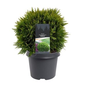 Thuja occ. 'Danica' 25-30 cm cont. 3,0L - afbeelding 4
