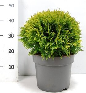 Thuja occ. 'Danica' 30-40 cm cont. 7,5L - afbeelding 3