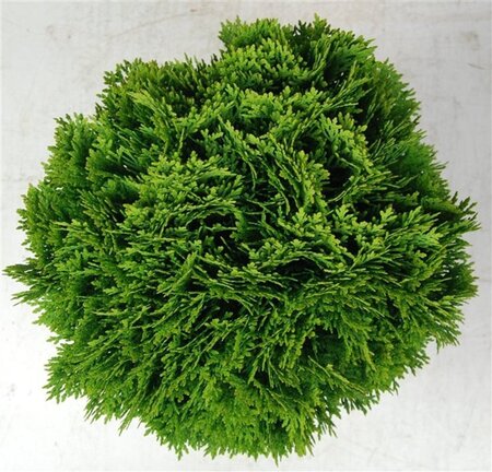 Thuja occ. 'Danica' 30-40 cm cont. 7,5L - afbeelding 4