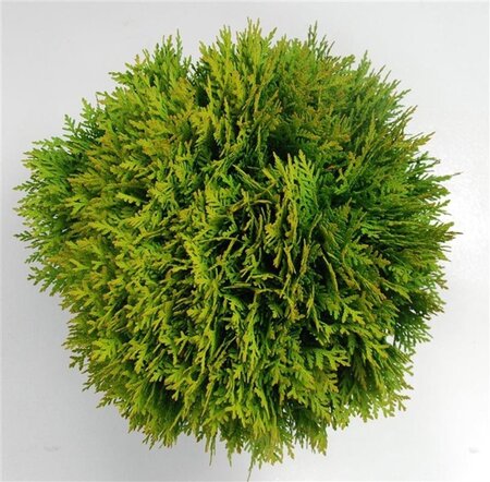 Thuja occ. 'Danica' 30-40 cm cont. 7,5L - afbeelding 5