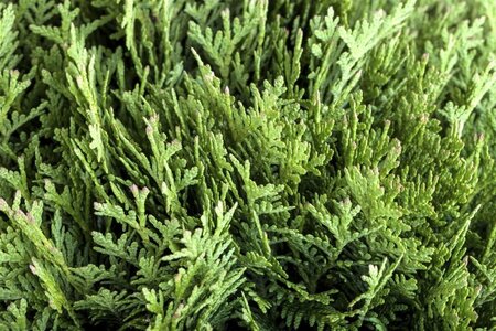 Thuja occ. 'Danica' 30-40 cm cont. 7,5L - afbeelding 2