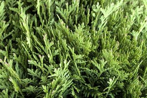 Thuja occ. 'Danica' 30-40 cm cont. 7,5L - afbeelding 2