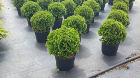 Thuja occ. 'Danica' 30-40 cm cont. 7,5L - afbeelding 3