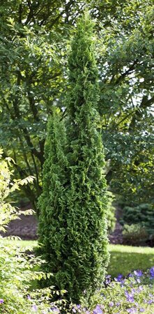 Thuja occ. 'Degroot's Spire' 100-125 cm cont. 15L - afbeelding 1