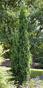 Thuja occ. 'Degroot's Spire' 100-125 cm cont. 15L