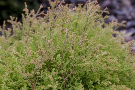 Thuja occ. Fire Chief 40-50 cm cont. 7,5L