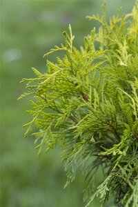 Thuja occ. 'Golden Globe' 25-30 cm cont. 3,5L