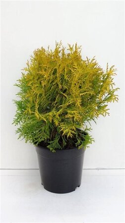 Thuja occ. 'Golden Globe' 25-30 cm cont. 3,5L - afbeelding 3