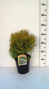 Thuja occ. 'Golden Globe' 25-30 cm cont. 3,5L - afbeelding 4