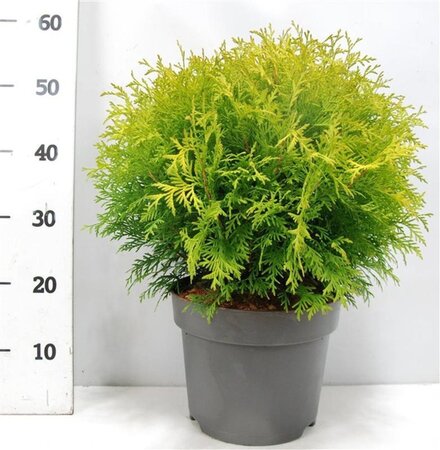Thuja occ. 'Golden Globe' 40-50 cm cont. 7,5L - afbeelding 3
