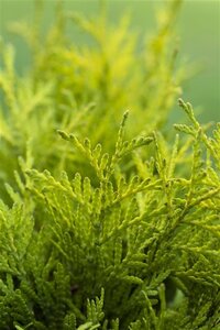 Thuja occ. 'Golden Globe' 40-50 cm cont. 7,5L - afbeelding 2