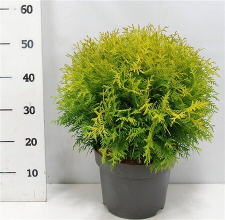 Thuja occ. 'Golden Globe' 40-50 cm cont. 7,5L - afbeelding 4