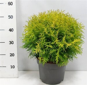 Thuja occ. 'Golden Globe' 40-50 cm cont. 7,5L - afbeelding 4