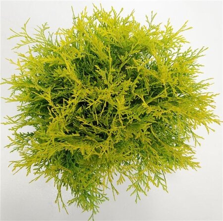 Thuja occ. 'Golden Globe' 40-50 cm cont. 7,5L - afbeelding 5
