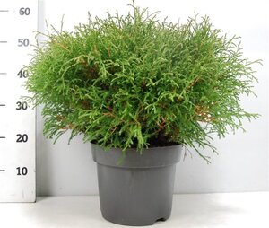 Thuja occ. 'Mr Bowling Ball' 40-50 cm cont. 7,5L - afbeelding 2