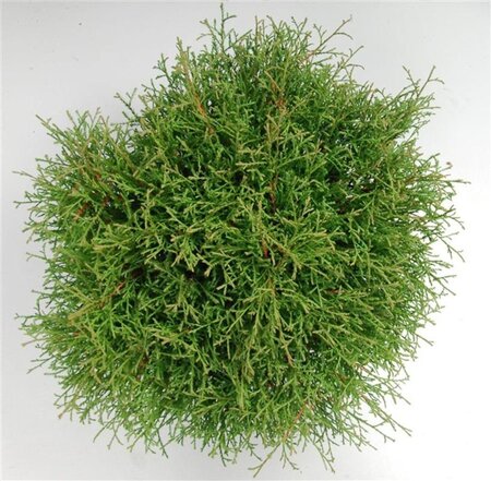 Thuja occ. 'Mr Bowling Ball' 40-50 cm cont. 7,5L - afbeelding 3